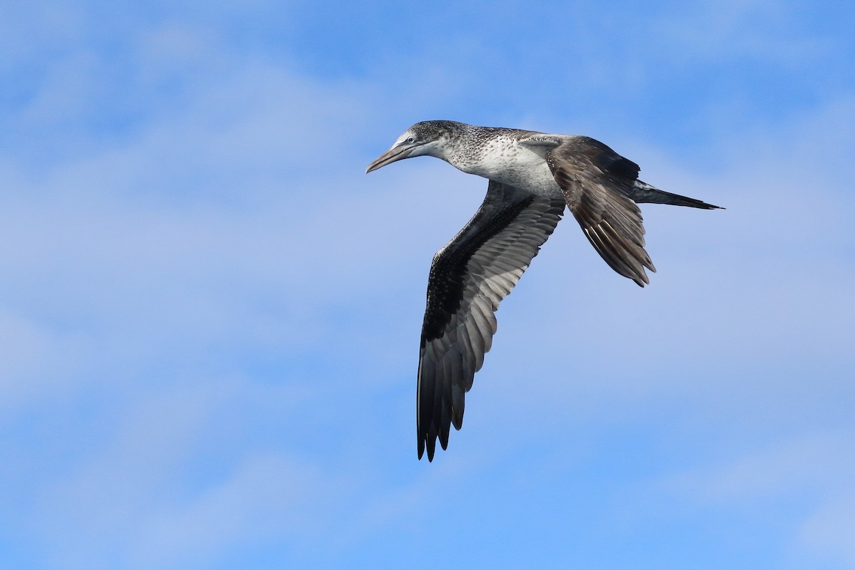 Northern Gannet - ML645447246