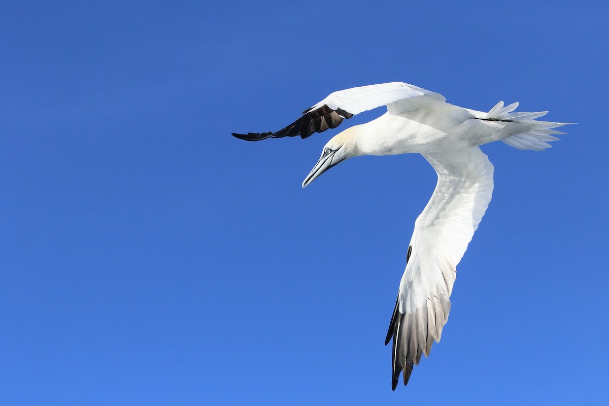 Northern Gannet - ML645447247