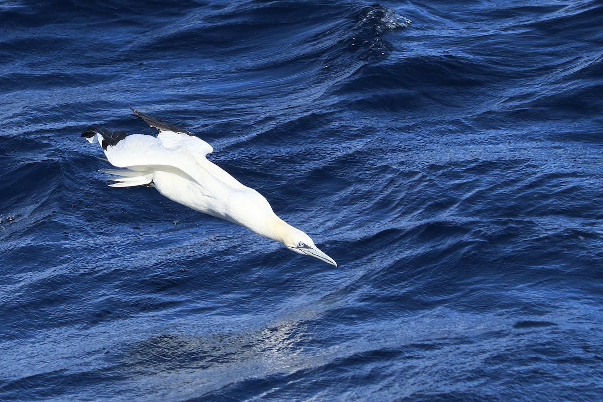 Northern Gannet - ML645447248