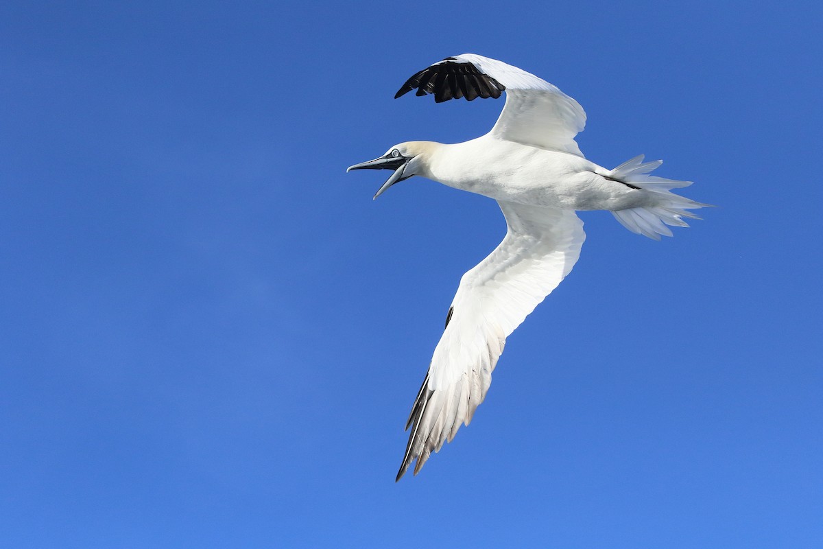 Northern Gannet - ML645447249