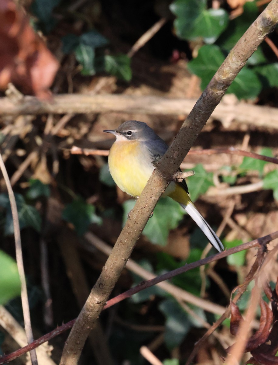 konipas horský - ML645447264