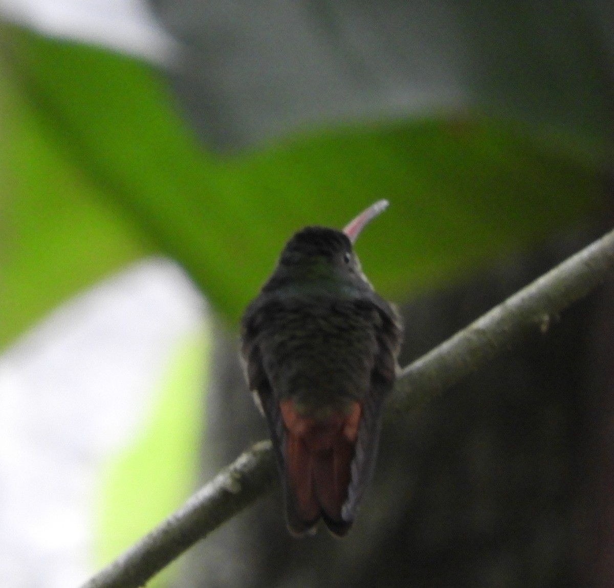 ハイバラエメラルドハチドリ - ML645447267