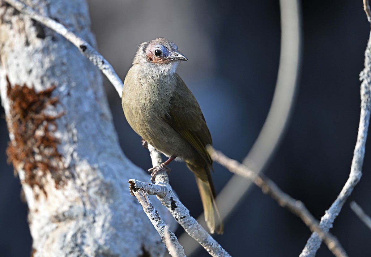 Bare-faced Bulbul - ML645447271