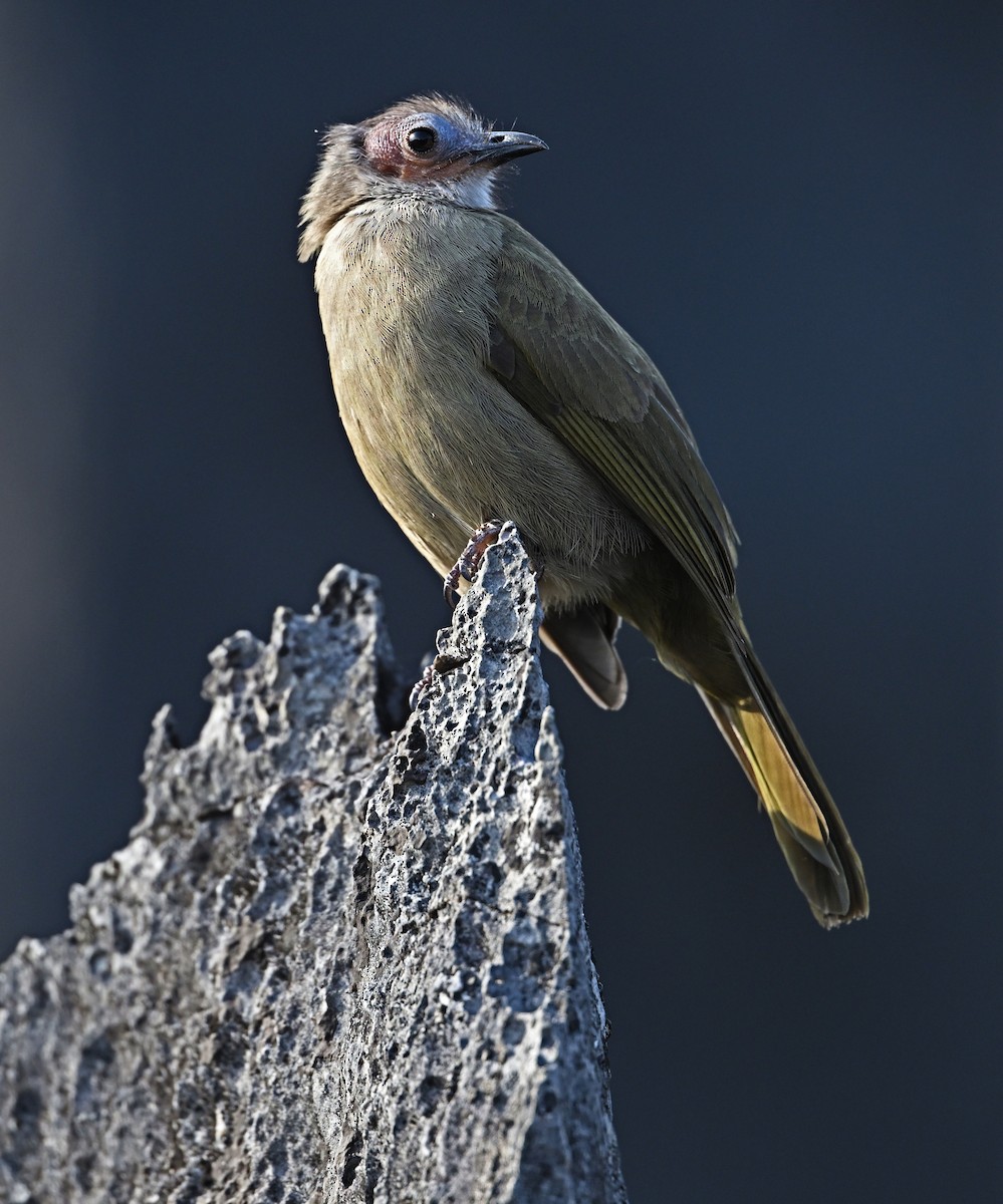 Bare-faced Bulbul - ML645447272