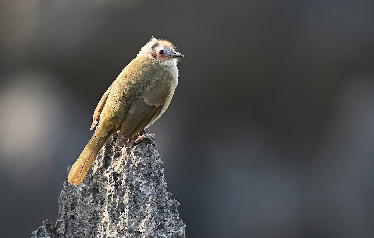 Bare-faced Bulbul - ML645447273