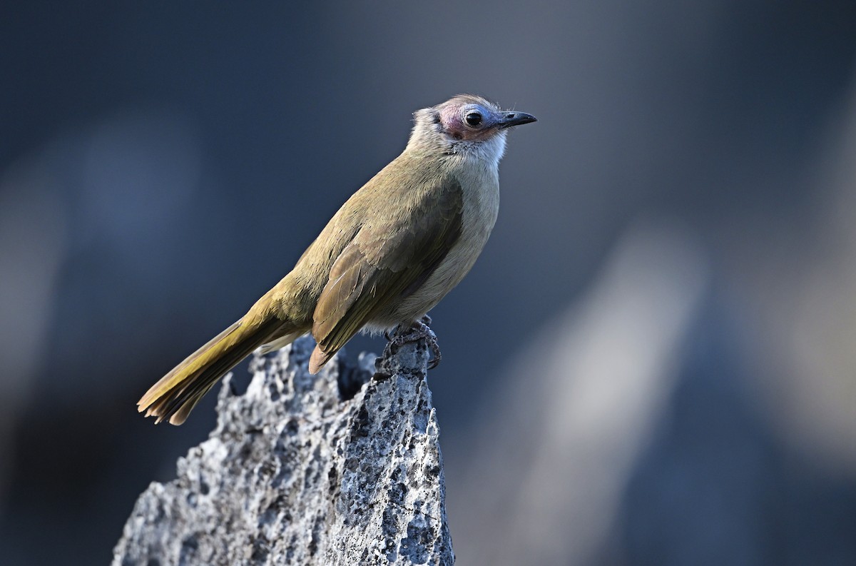 Bare-faced Bulbul - ML645447274