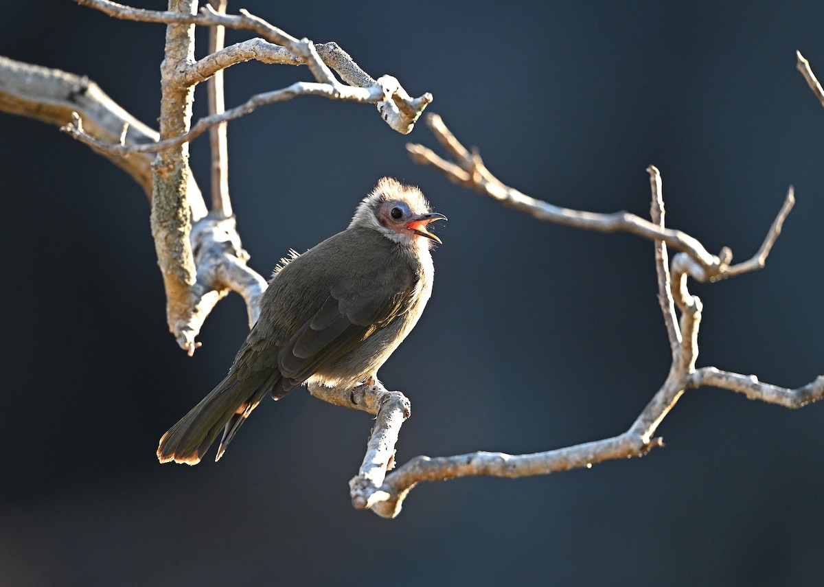 Bare-faced Bulbul - ML645447275