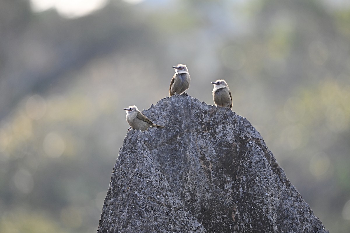 Bare-faced Bulbul - ML645447277