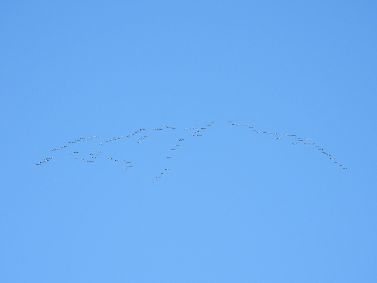 灰鶴 - ML645447279