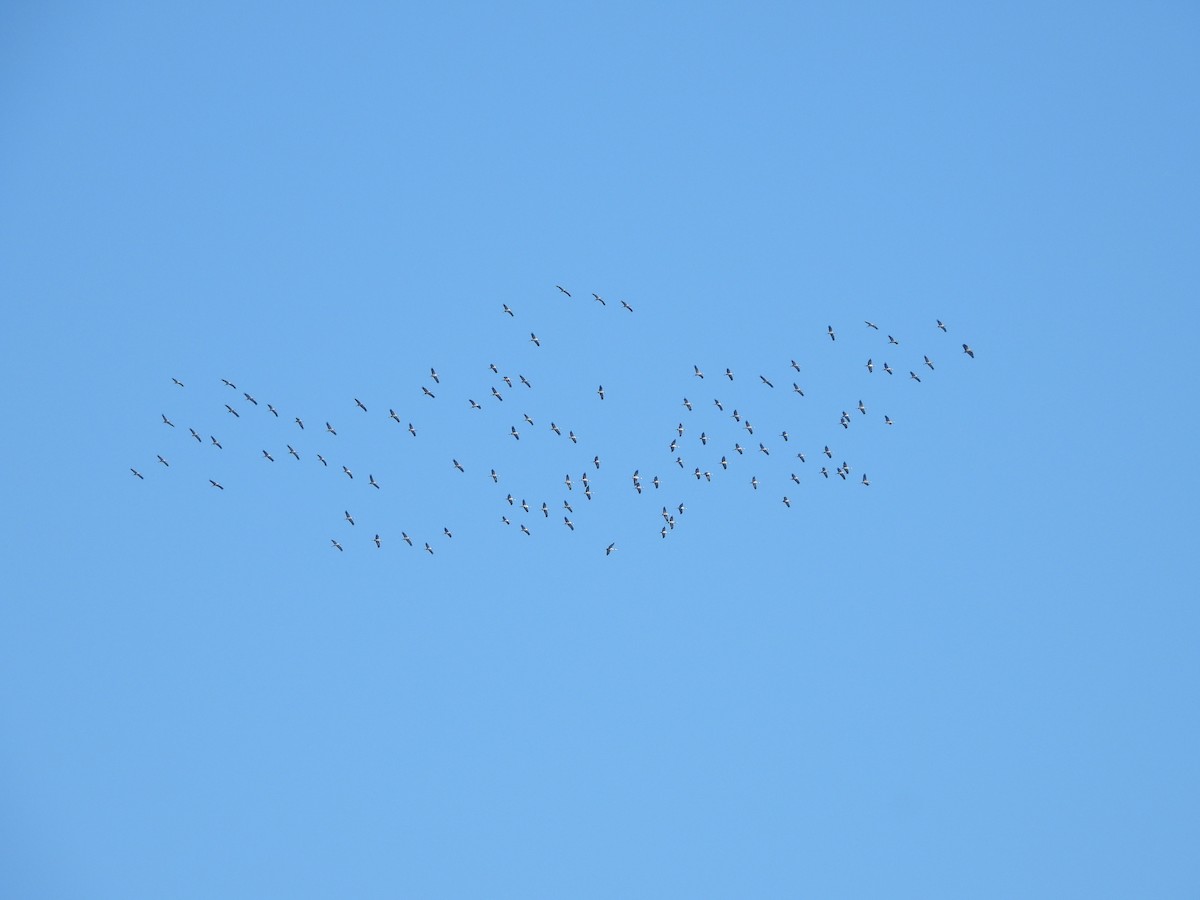 灰鶴 - ML645447280