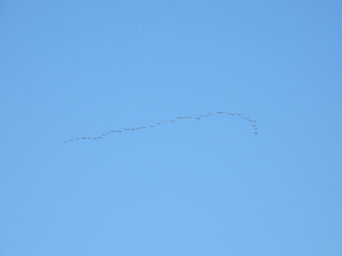 灰鶴 - ML645447281