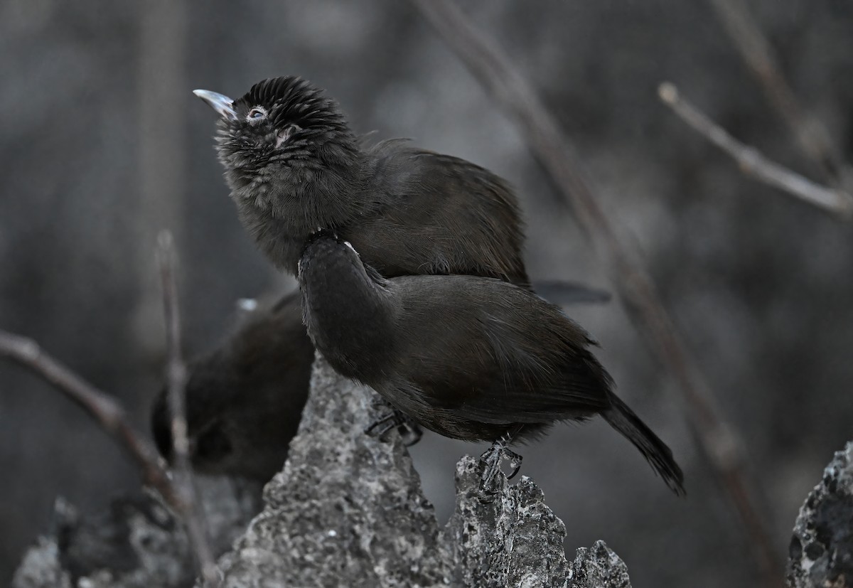 Sooty Babbler - ML645447285