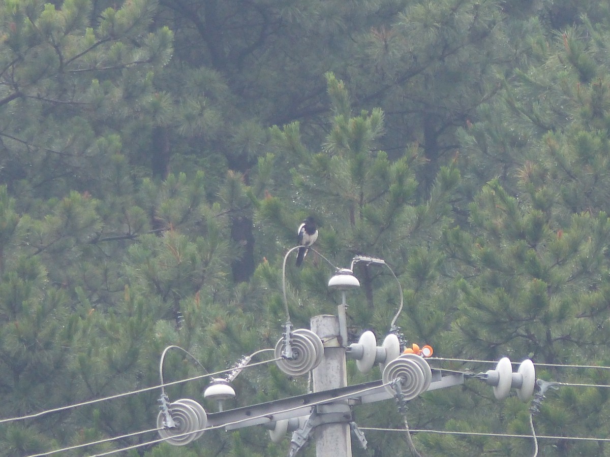 Orientelster - ML645447291