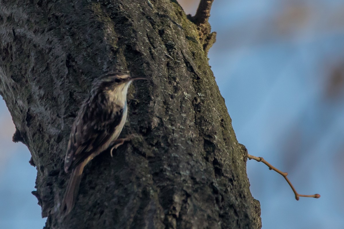 Short-toed Treecreeper - ML645447296