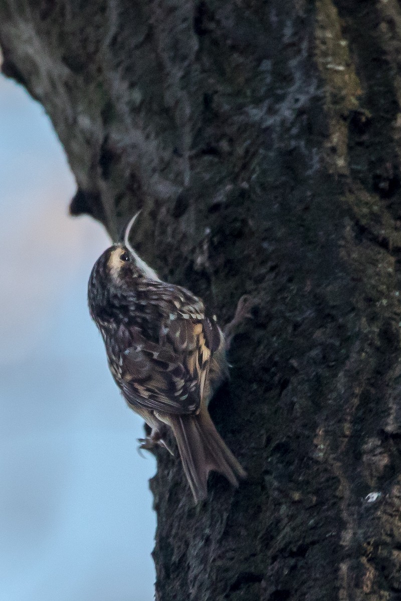 Short-toed Treecreeper - ML645447297