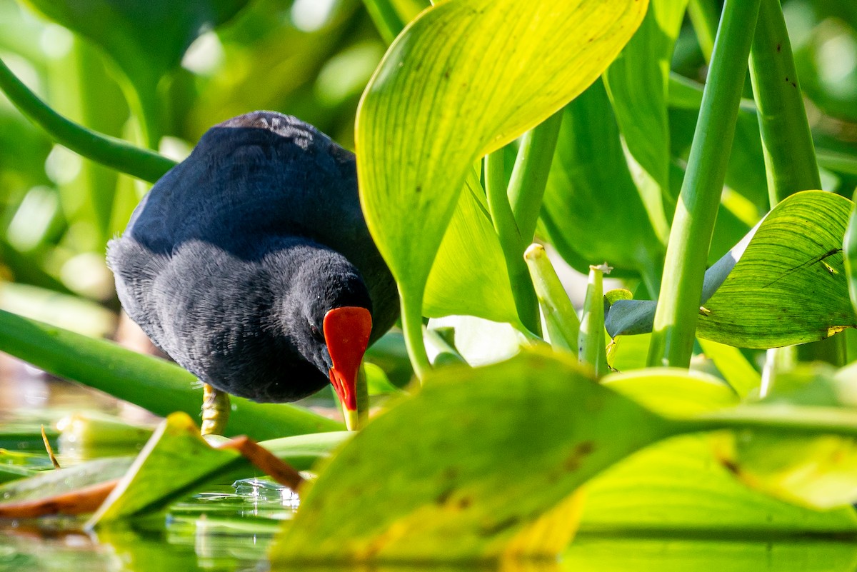 amerikasivhøne - ML645447299