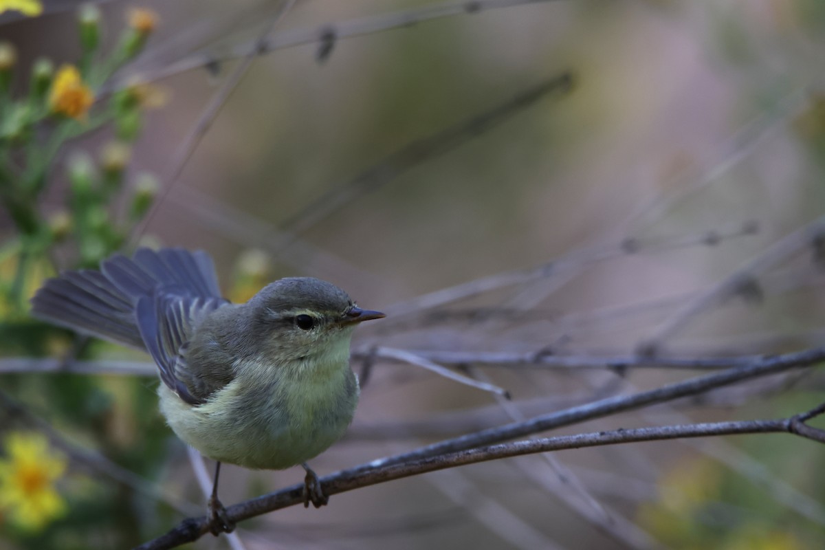 Common Chiffchaff - ML645447303
