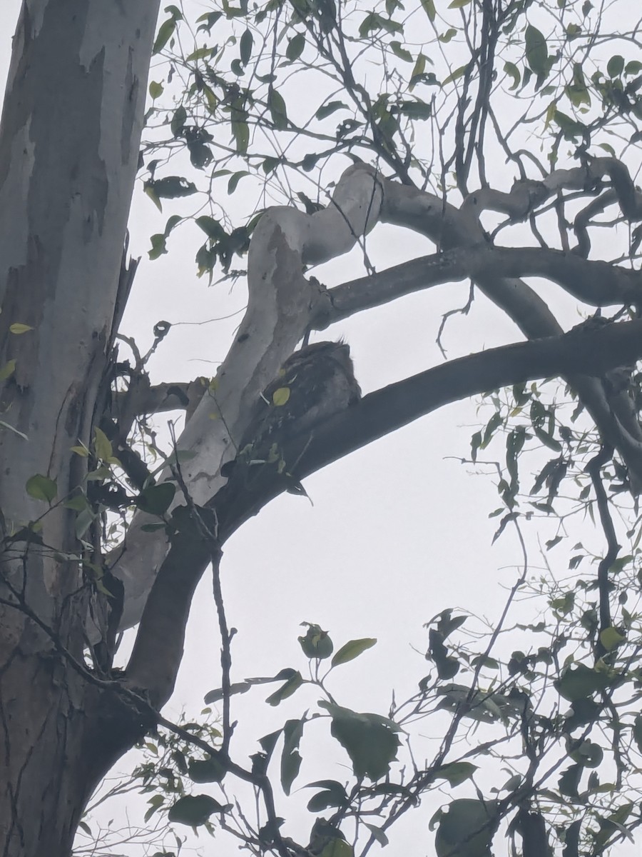 Tawny Frogmouth - ML645447312