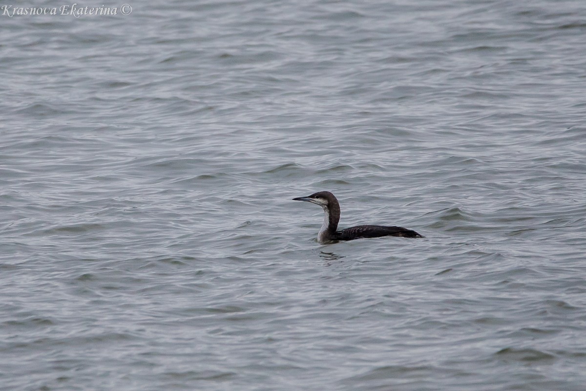 Arctic Loon - ML645447318