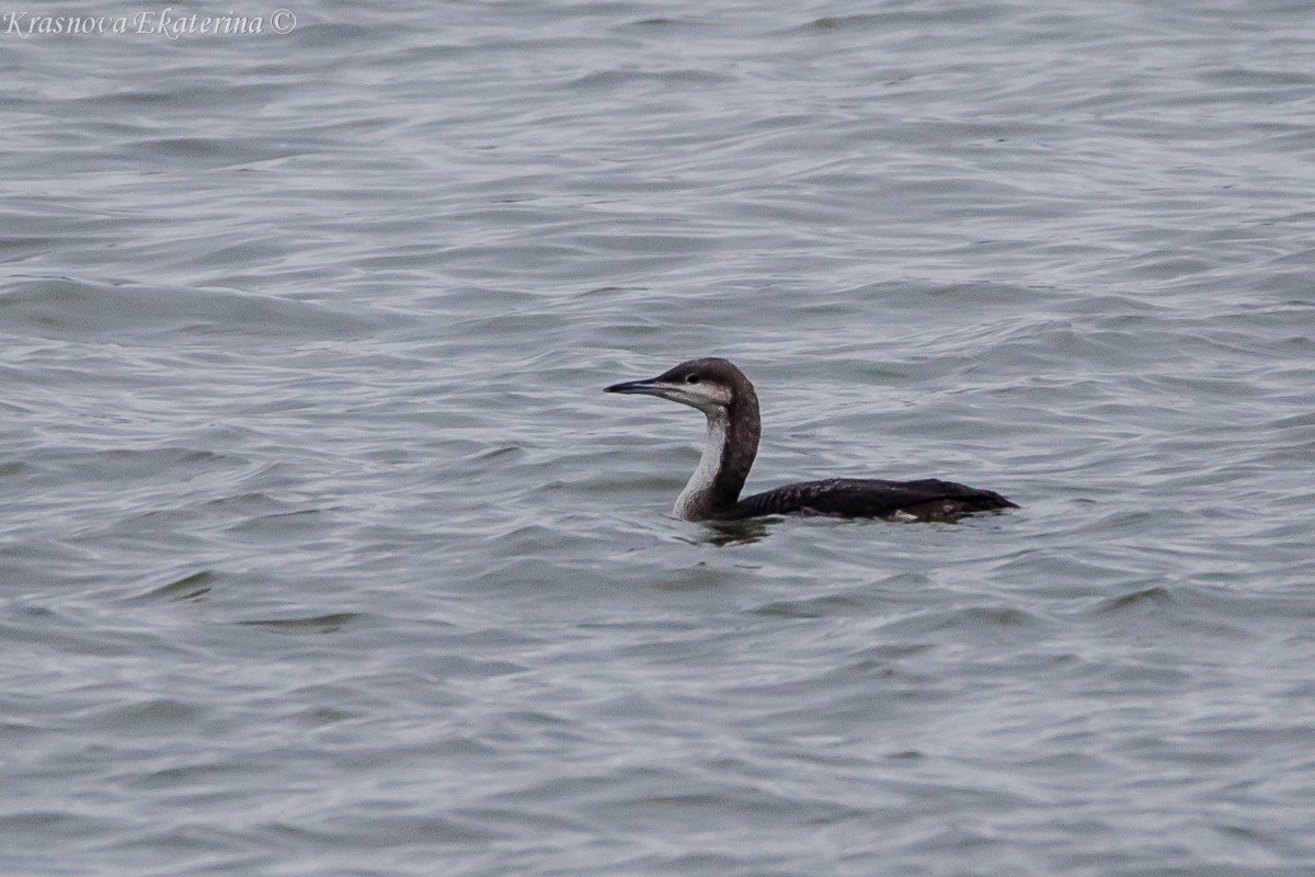 Arctic Loon - ML645447319