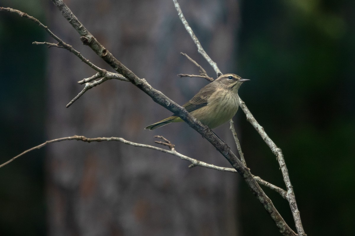 Palm Warbler - ML645447320