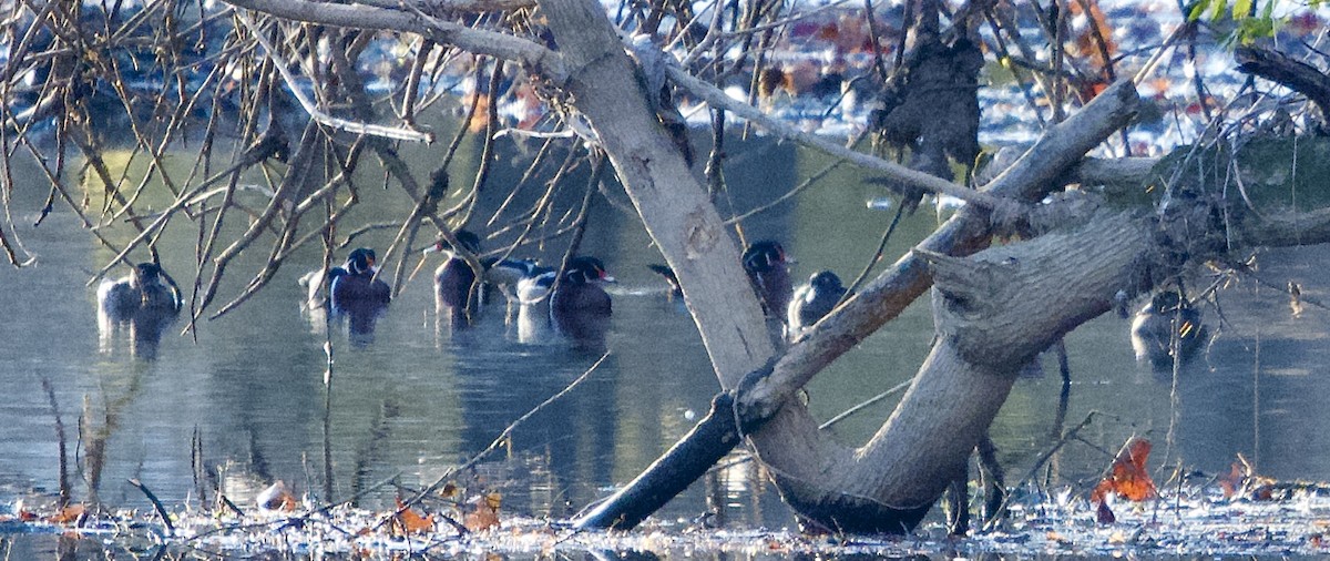 kachnička karolínská - ML645447328