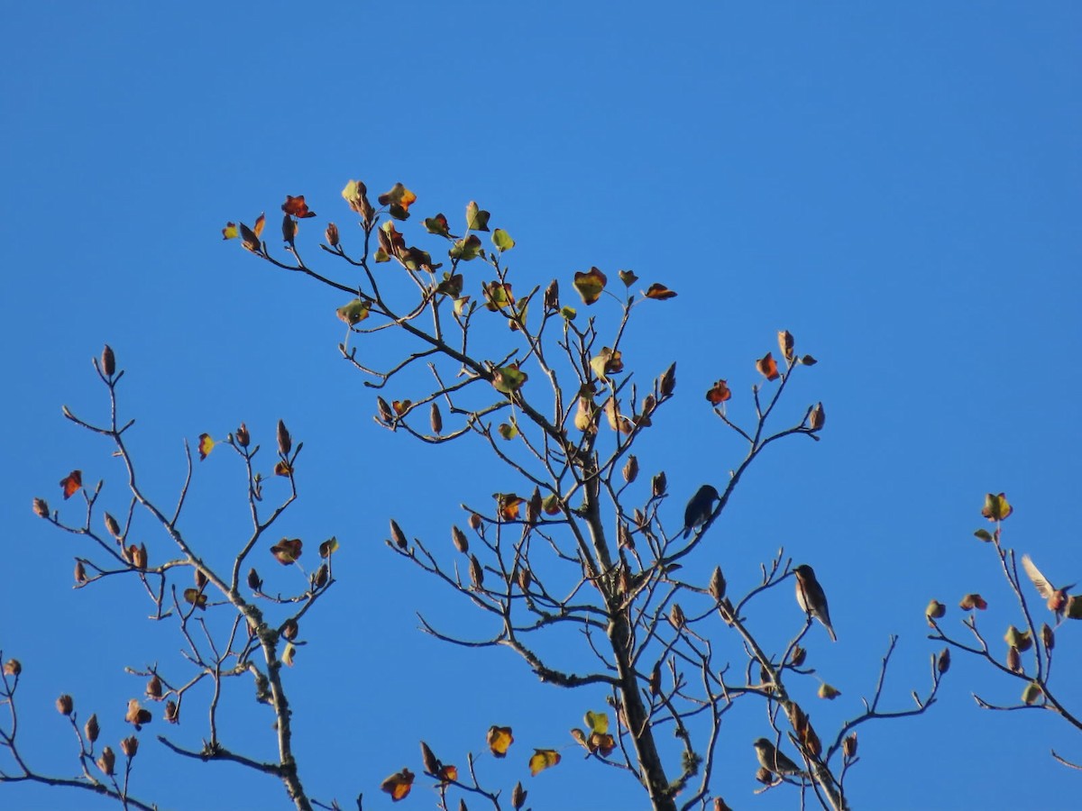 Eastern Bluebird - ML645447334
