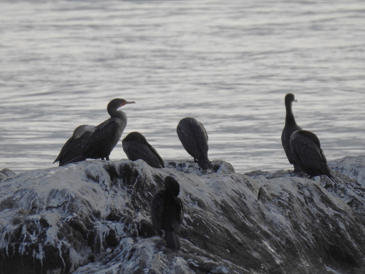 Double-crested Cormorant - ML645447339