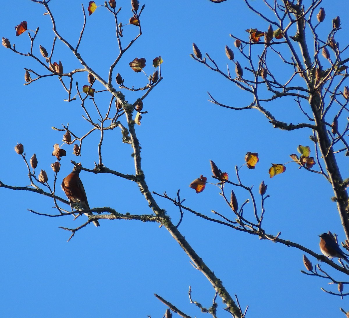 American Robin - ML645447340