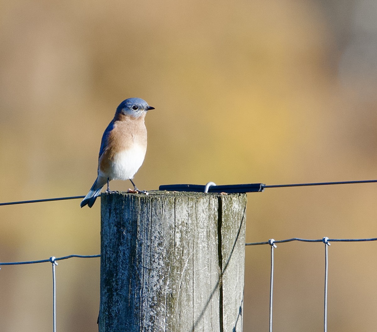 salašník modrý - ML645447342