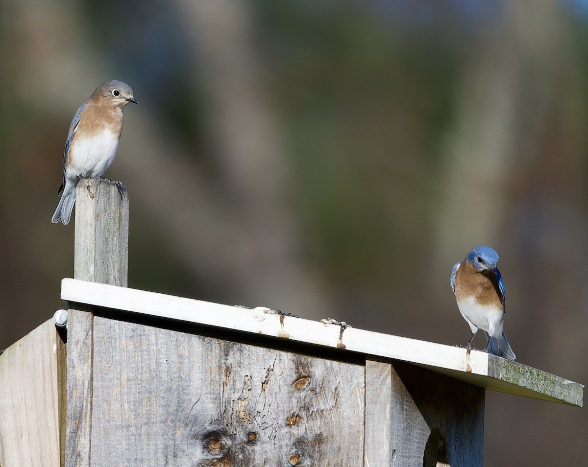 salašník modrý - ML645447343