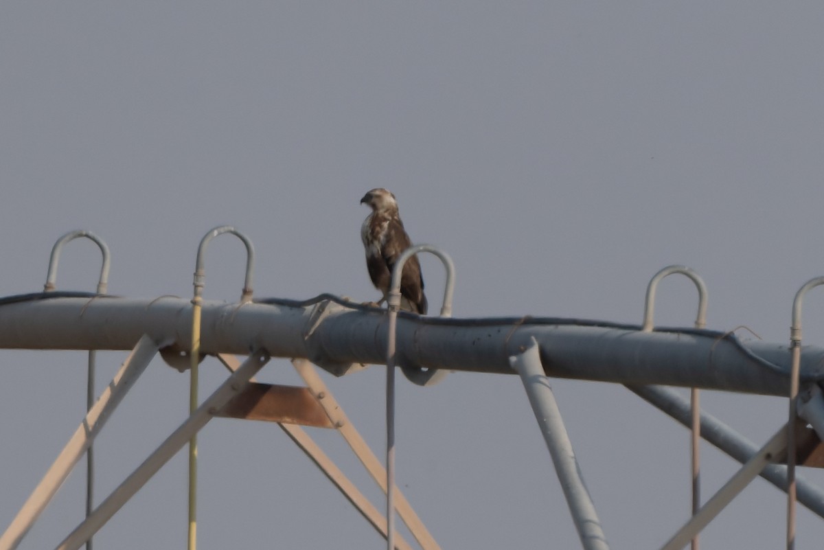 ørnvåk - ML645447346