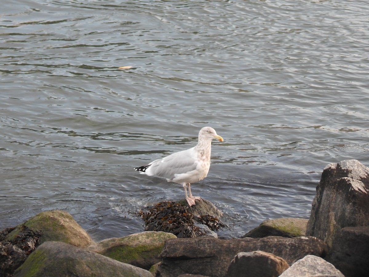 American Herring Gull - ML645447347