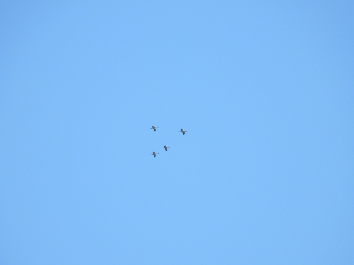 灰鶴 - ML645447353