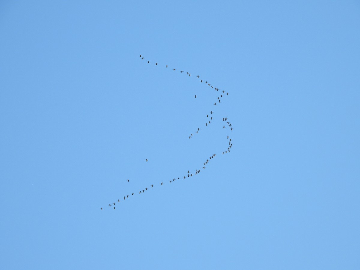 灰鶴 - ML645447354