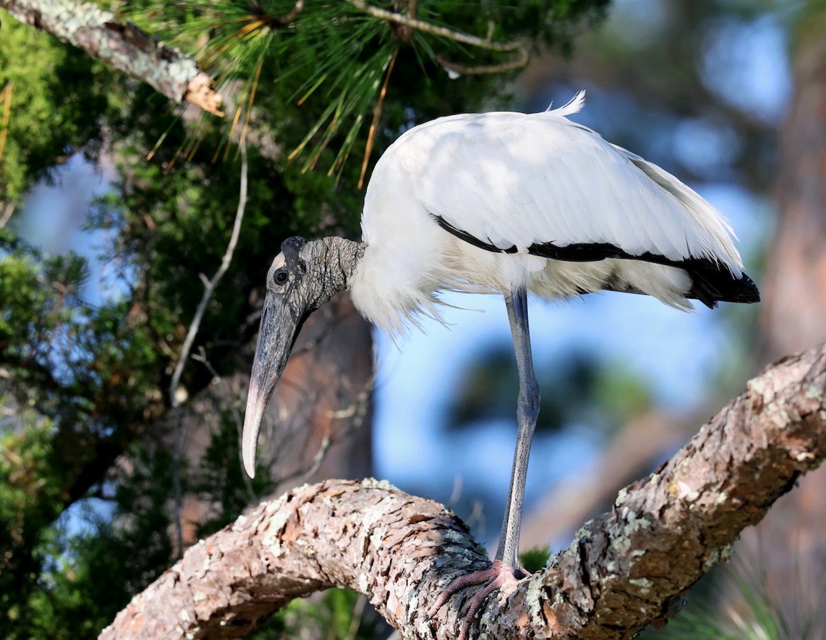Wood Stork - ML645447359