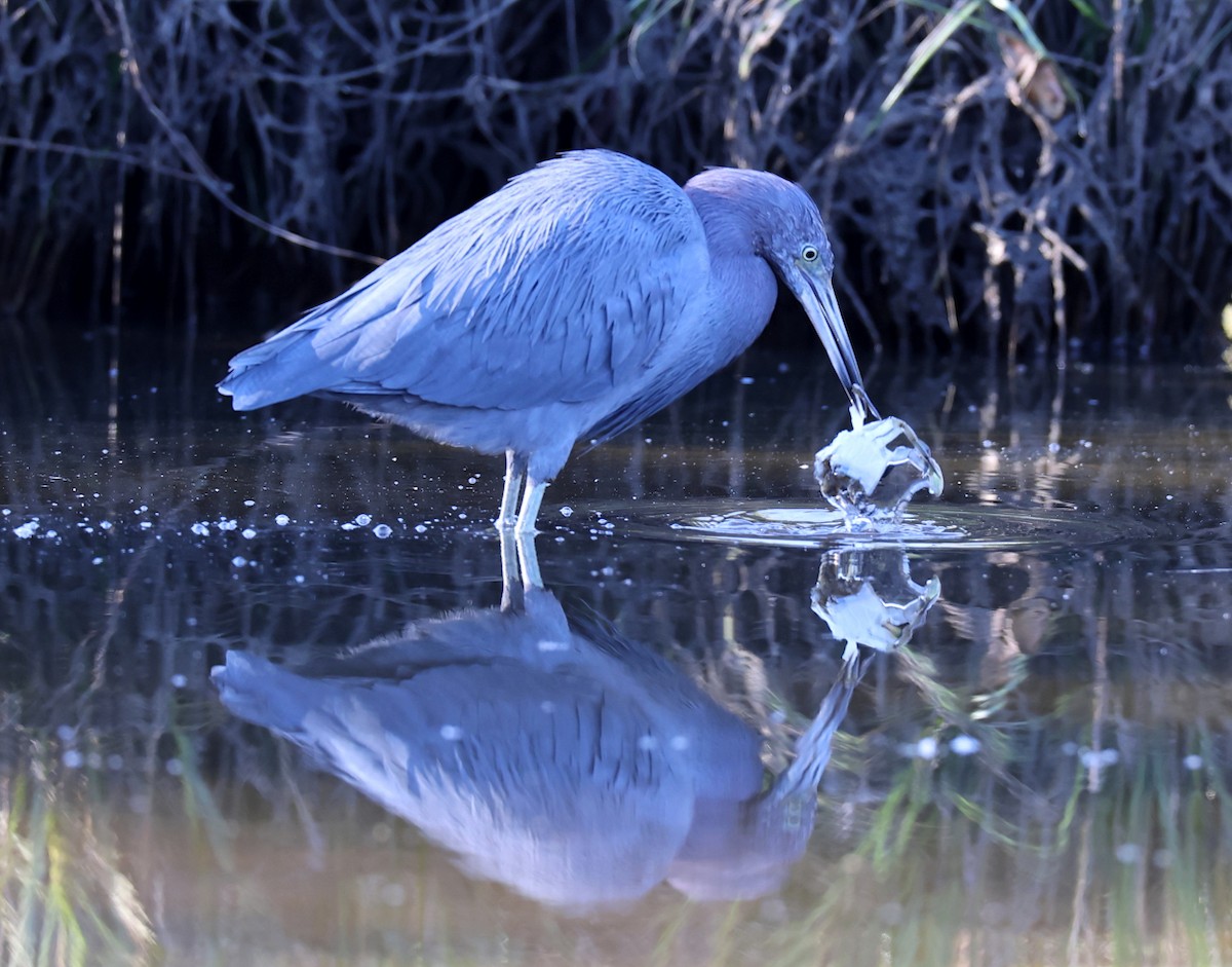 Little Blue Heron - ML645447362