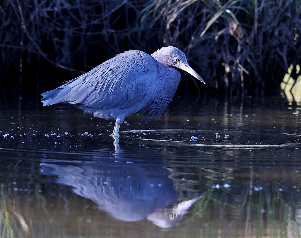 Little Blue Heron - ML645447363