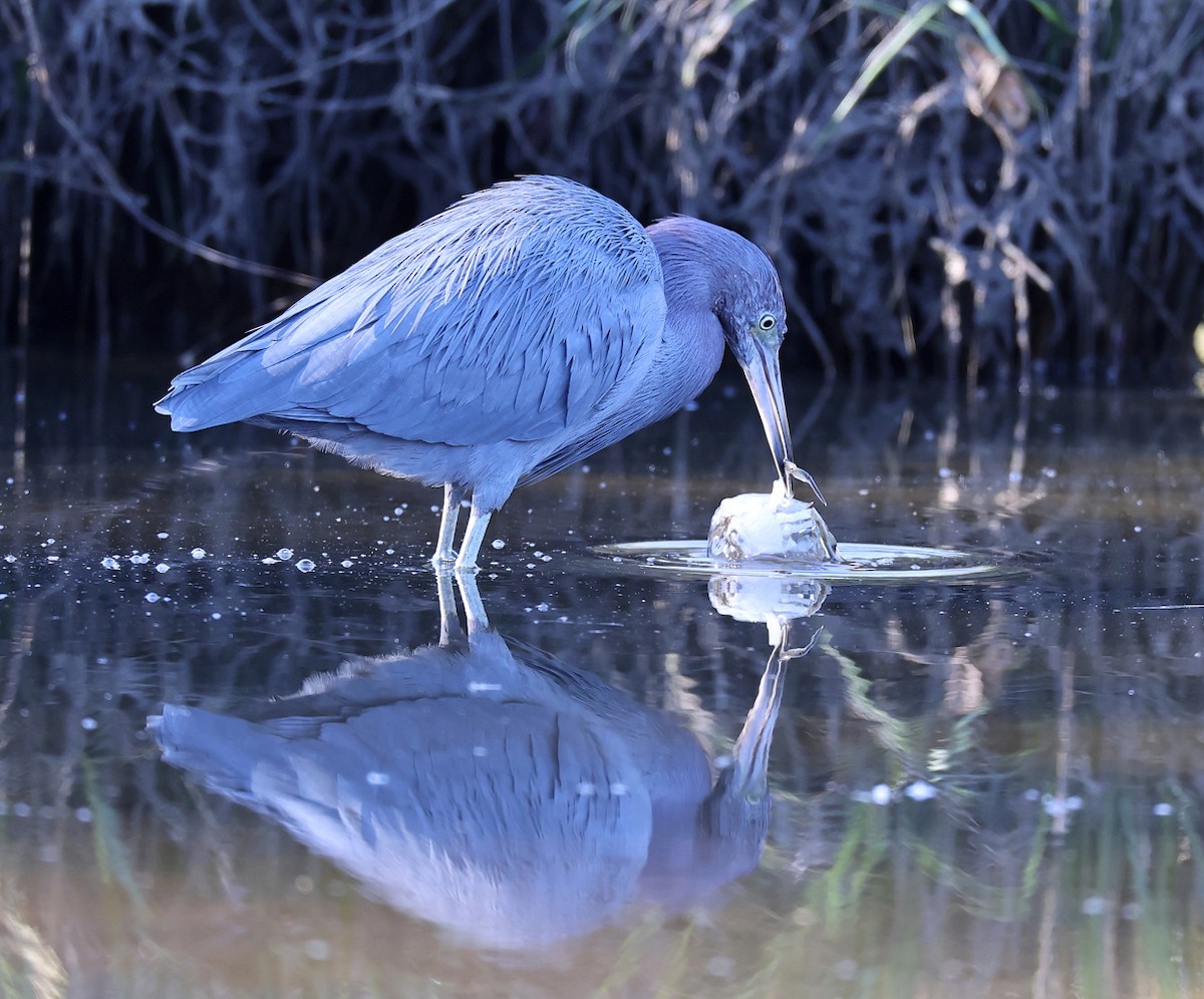 Little Blue Heron - ML645447364