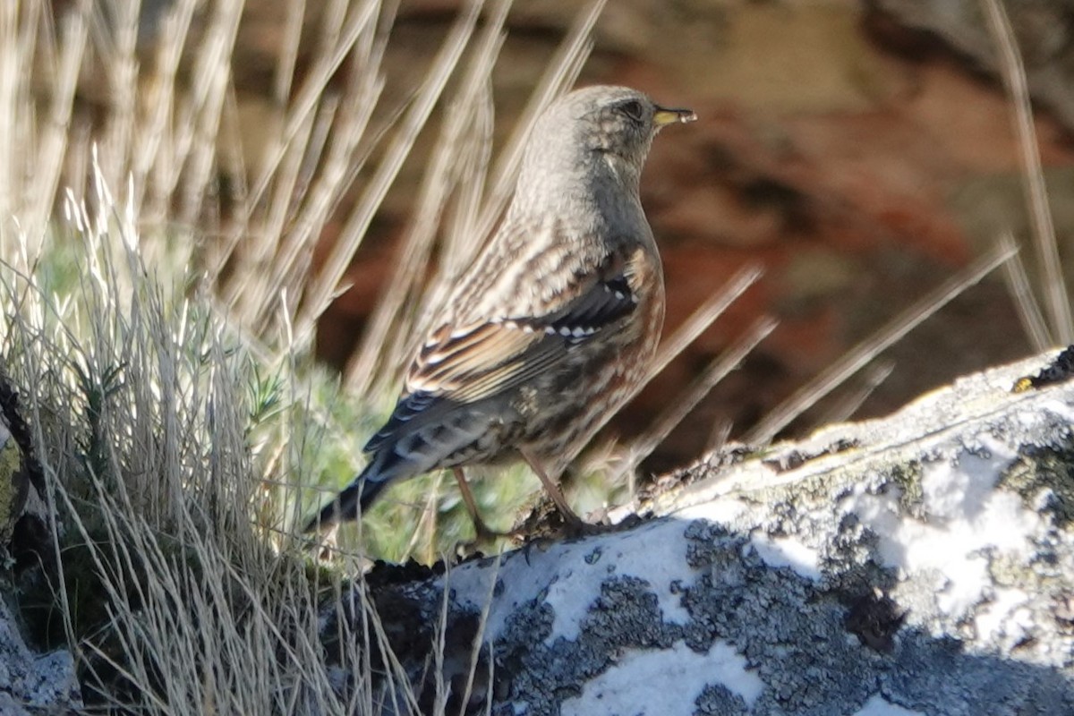 Alpine Accentor - ML645447365