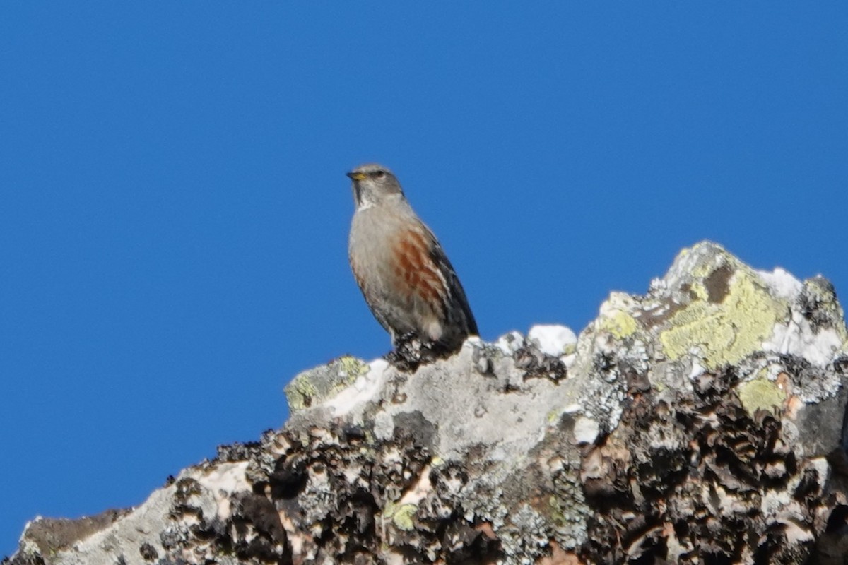 Alpine Accentor - ML645447366