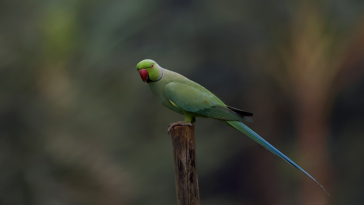 Rose-ringed Parakeet - ML645447381
