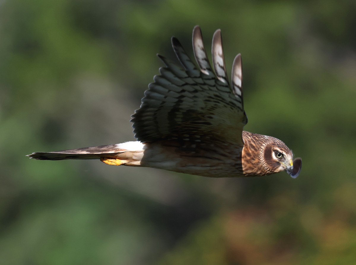 Northern Harrier - ML645447382