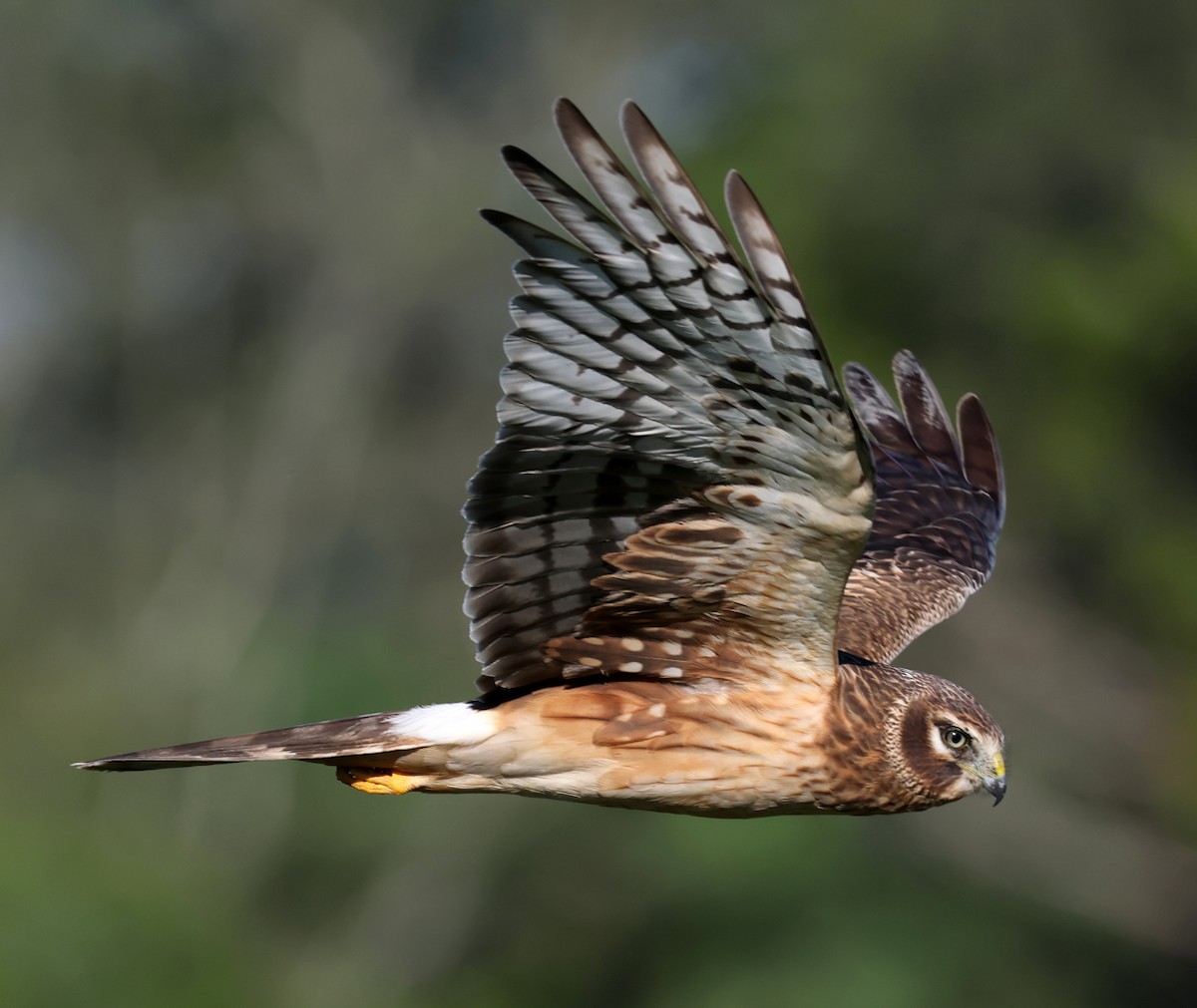 Northern Harrier - ML645447383