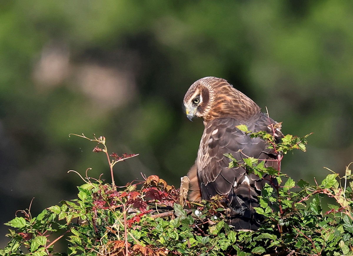 Northern Harrier - ML645447384