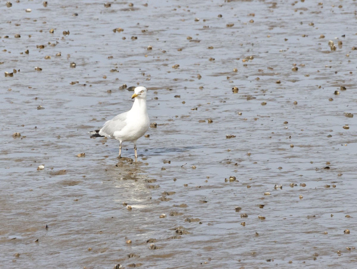 European Herring Gull - ML645447386