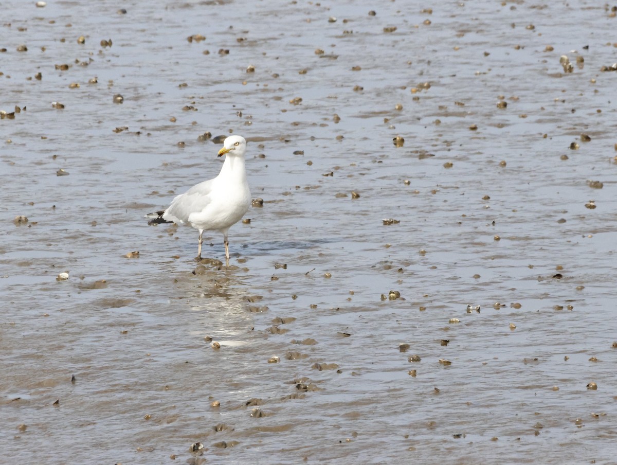 European Herring Gull - ML645447387