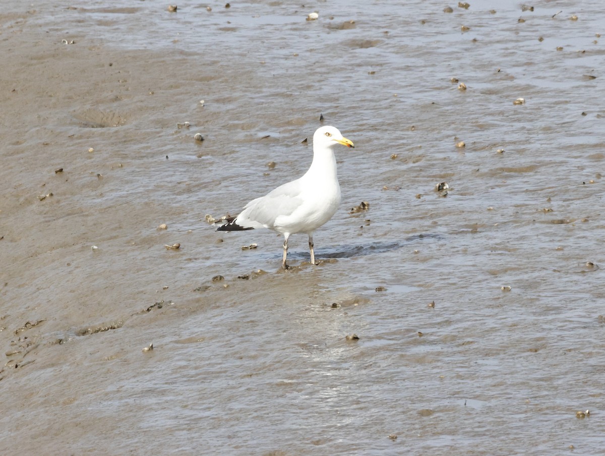 European Herring Gull - ML645447388