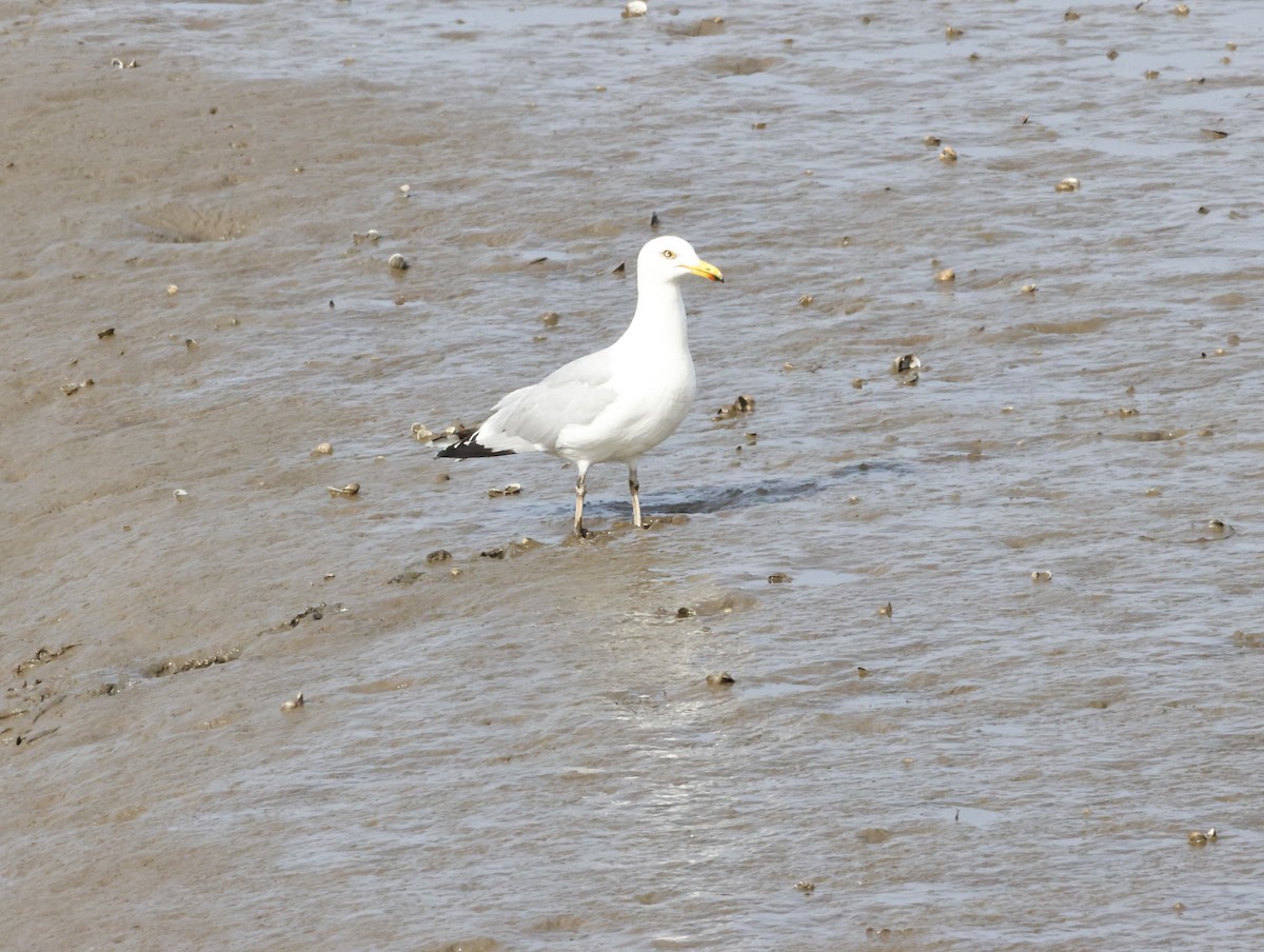 European Herring Gull - ML645447389