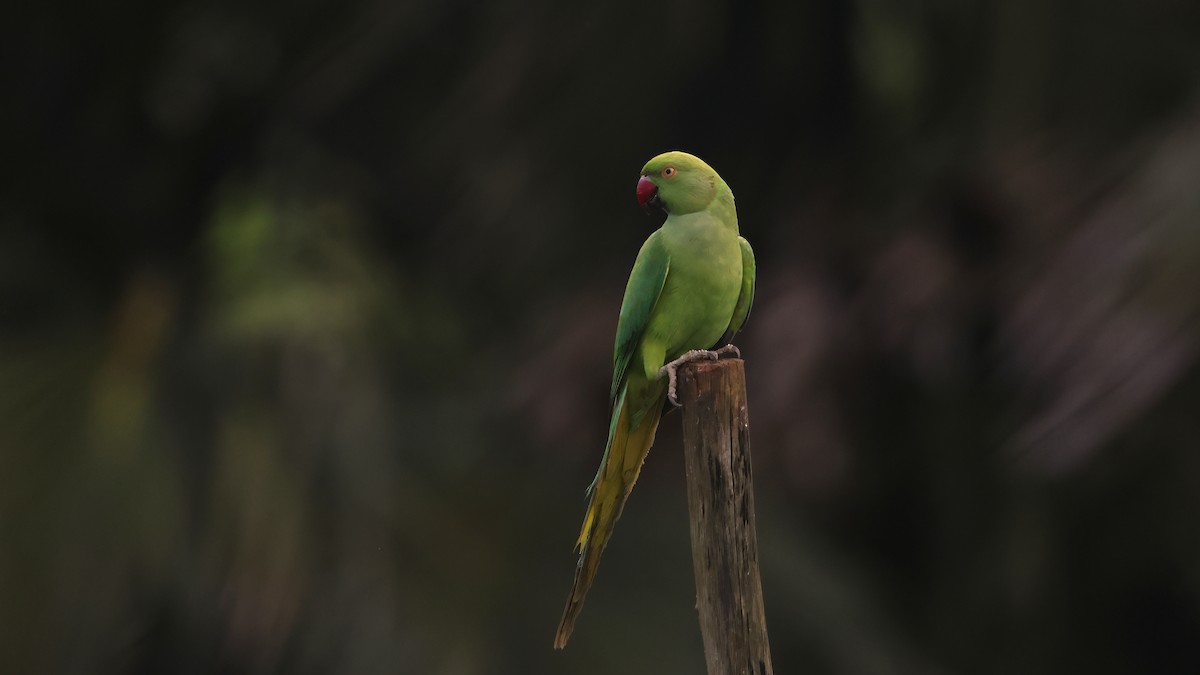 Rose-ringed Parakeet - ML645447390